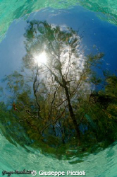 Under the surface: Xmas tree by Giuseppe Piccioli 